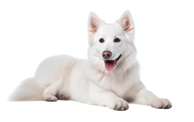 Light-Colored Dog isolated on transparent Background