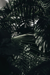 Naklejka premium Palm branch. High quality photo
