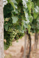 Fototapeta premium bunch of grapes closeup on the vine