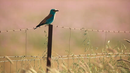 A European roller perched on a fence post in a field with soft warm hues in the background