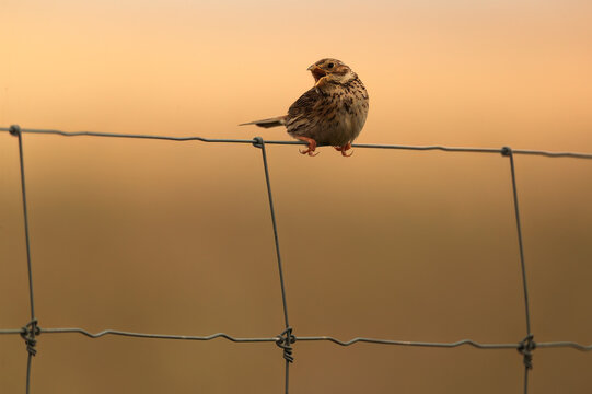 A solitary corn bunting perched on a wire fence against a soft golden sunset backdrop epitomizing serene steppe scenery