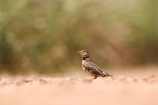 A calandra lark stands alert on a dusty ground, with a soft-focus greenery backdrop