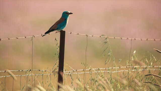 A European roller perched on a fence post in a field with soft warm hues in the background