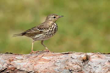 Tree Pipit