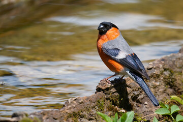 Eurasian Bullfinch