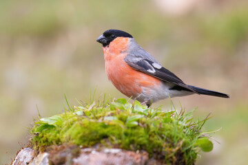 Eurasian Bullfinch