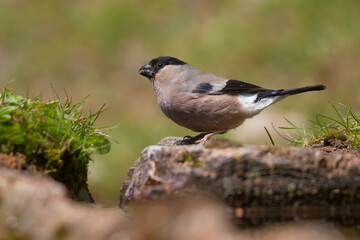 Eurasian Bullfinch