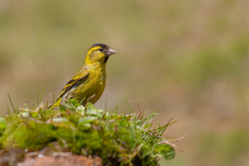 Eurasian Siskin