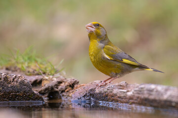 European Greenfinch
