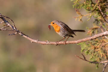 Fototapeta premium European Robin