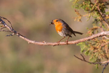European Robin