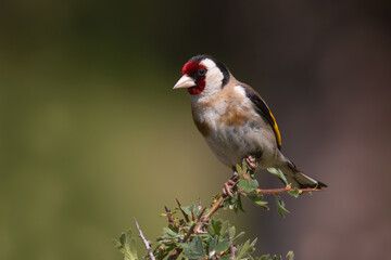 European Goldfinch