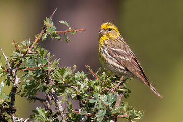 European Serin