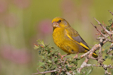 European Greenfinch