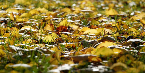 Yellow leaves on green grass in the park