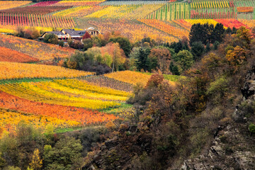 Weinberge in Herbst