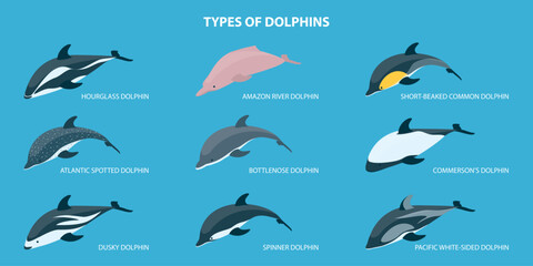 3D Isometric Flat Vector Set of Types Of Dolphins, Educational Classification - obrazy, fototapety, plakaty