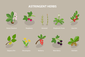 3D Isometric Flat Vector Set of Astringent Herbs, Natural Herbal Remedy - obrazy, fototapety, plakaty