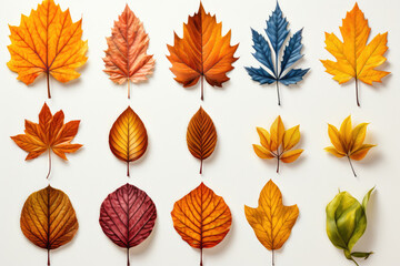 Spectacular Watercolor Autumnal Foliage Series