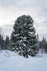 A large tree in the snow against the backdrop of a winter forest.