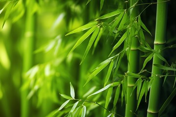 Fototapeta premium fresh bamboo forest with leaves