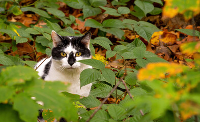black and white cat in autumn leaves