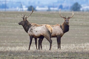 Two elk facing opposite direction.
