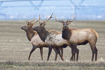 Three elk in a farm field.