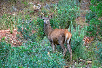 Venado en primavera, en las sierras de Cazorla, Segura y Las Villas.