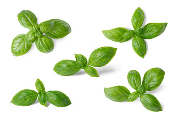 Basil leaves isolated on white, transparent background, PNG. Set, collection of different position basil green fresh leaves. Healthy eating, aromatic herb, food ingredient, spice for culinary