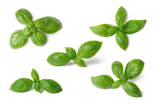 Basil leaves isolated on white, transparent background, PNG. Set, collection of different position basil green fresh leaves. Healthy eating, aromatic herb, food ingredient, spice for culinary