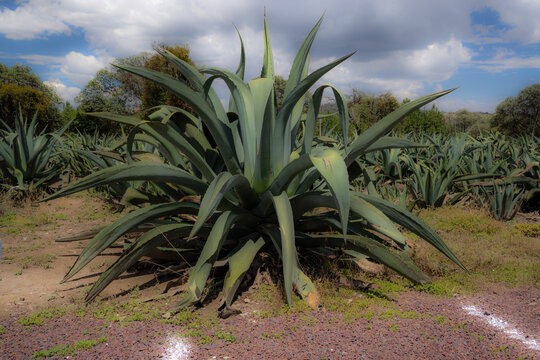 Maguey para pulque