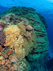 A large and very old tower of coral dwarfs a diver in the Red Sea, Egypt