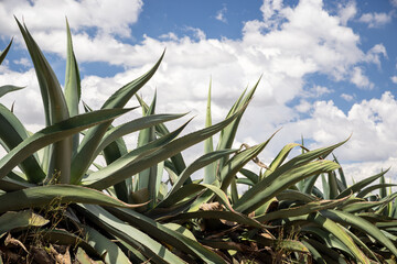 Maguey para pulque