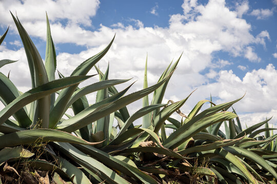 Maguey para pulque
