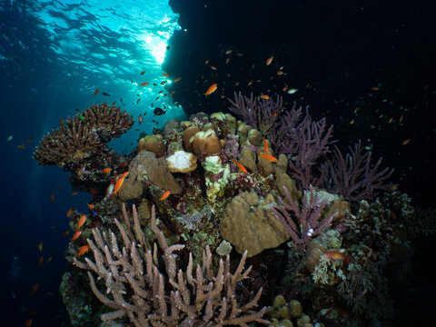 A hard coral reef scene at dusk in Egypt