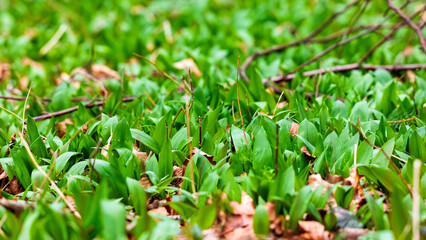 Obraz na płótnie Canvas The green tops of the wild garlic sprout in the woods in spring and exude a garlic-like scent