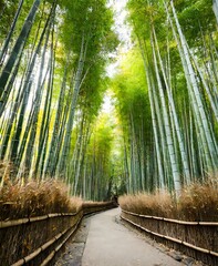 Fototapeta premium Bamboo forest in Okinawa