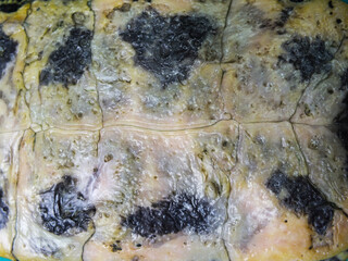 Superficial shell abscesses and erosions, or shell rot