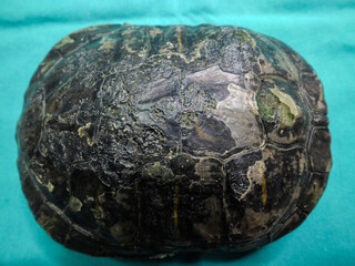 Superficial shell abscesses and erosions, or shell rot