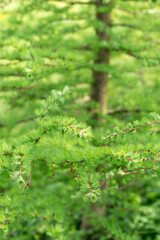 larch branches..