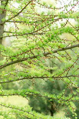 larch branches..