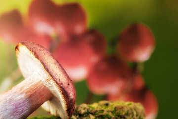 a small mushroom Suillus on a stone covered with green moss on the background of a beautiful...