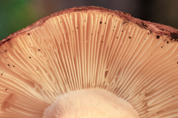 beautiful colorful close-up photo of the textured interior of the mushroom cap