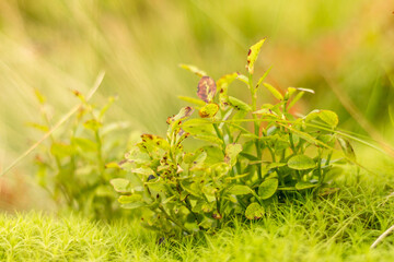 blueberry bush