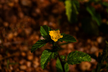 yellow flower