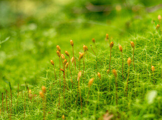 moss flowers