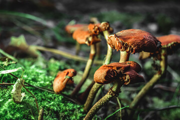 Detailed Views of Mushroom Gills in a Fantasy Scene