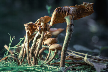 Detailed Views of Mushroom Gills in a Fantasy Scene