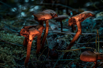 Detailed Macro Shots: Mushrooms in a Enchanted Forest